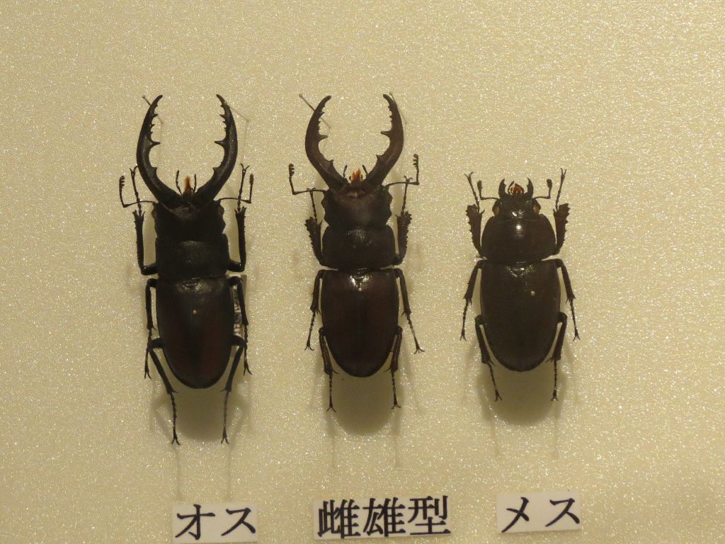Gynandromorpho